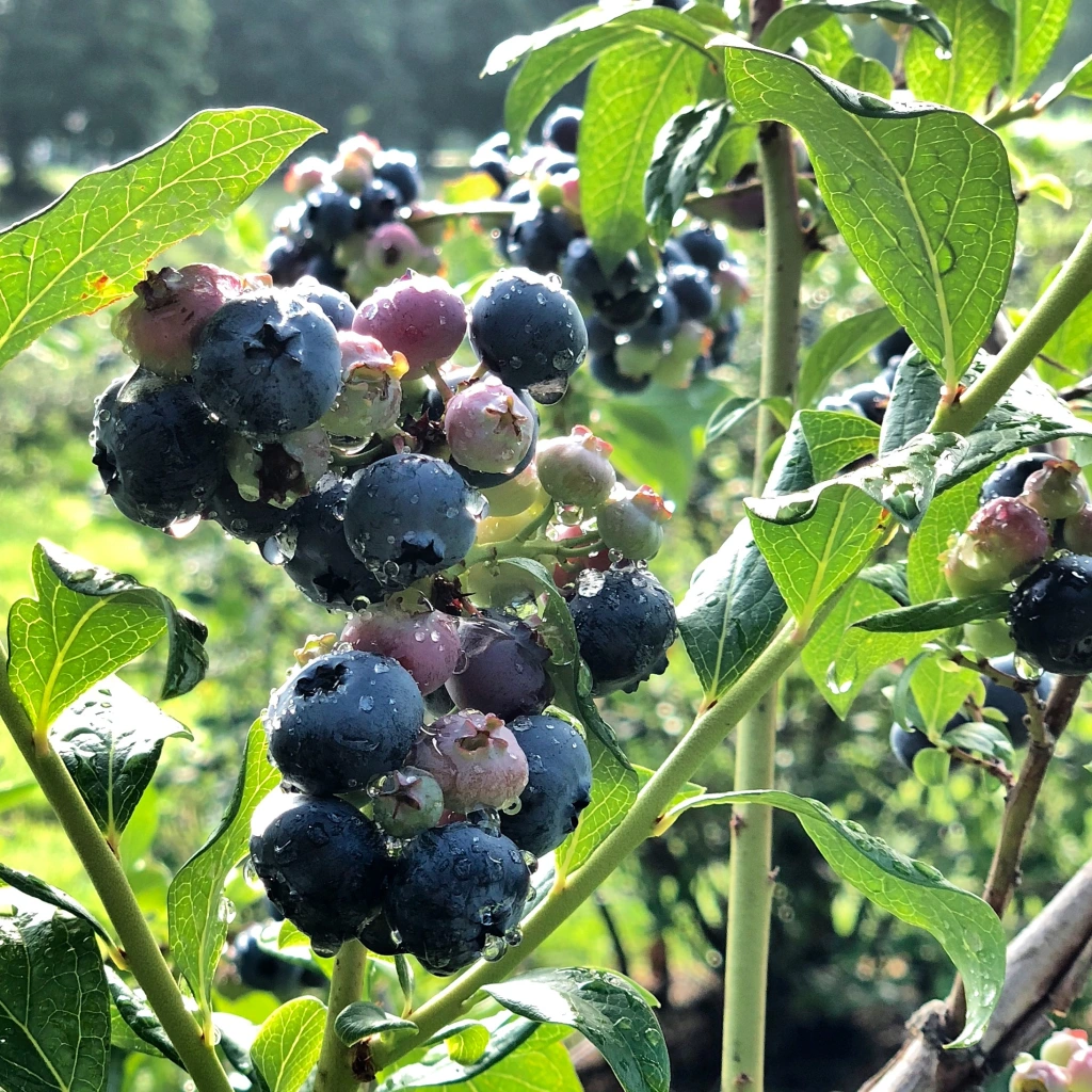 Fresh blueberries after the rain with water drops and sunlight on them. Estes Farm, the best blueberry picking in southern Maine.